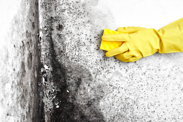 Best Crawl Space Mold Removal  in Bloomfield Hills, MI