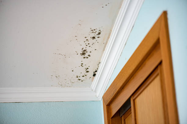 Best Local Mold Removal Service  in Bloomfield Hills, MI