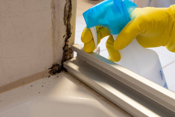 Best Residential Mold Removal  in Bloomfield Hills, MI