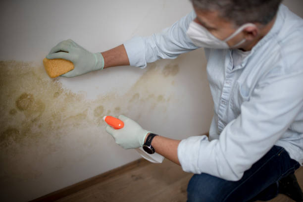 Best Black Mold Removal  in Bloomfield Hills, MI