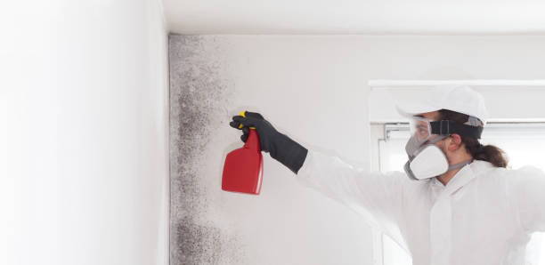 Best Home Mold Removal  in Bloomfield Hills, MI