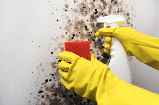 Best Certified Mold Removal  in Bloomfield Hills, MI