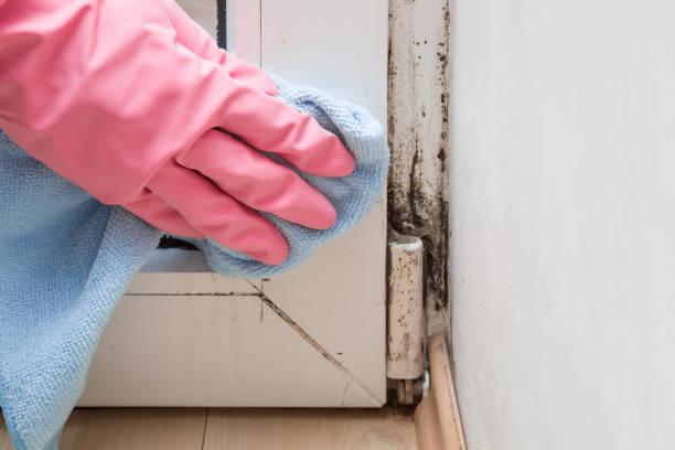 Best Attic Mold Removal  in Bloomfield Hills, MI